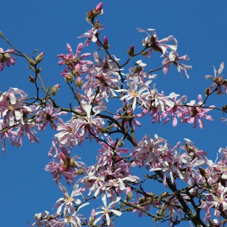 Magnolia Loebneri Leonard Messel