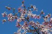 Magnolia Loebneri Leonard Messel