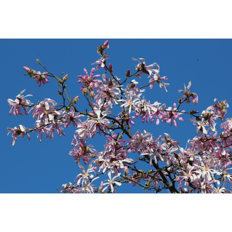 Magnolia Loebneri Leonard Messel