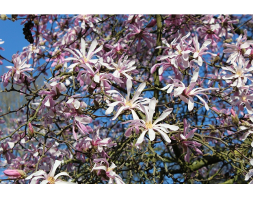 Magnolia Loebneri Leonard Messel