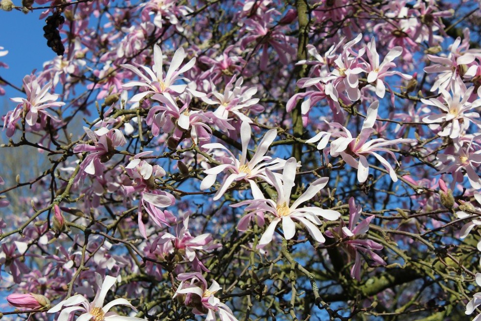 Magnolia Loebneri Leonard Messel