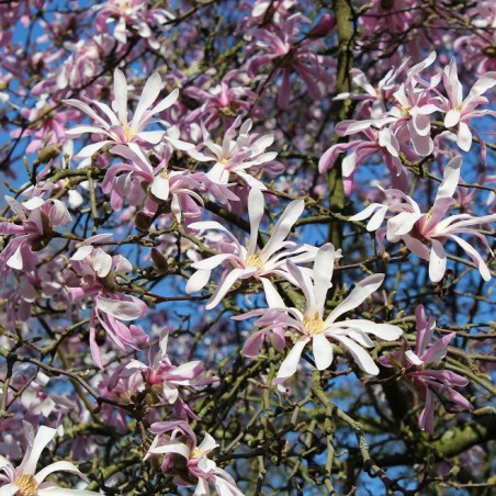 Magnolia Loebneri Leonard Messel