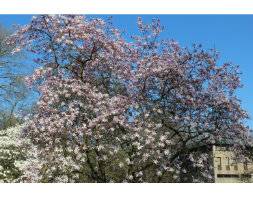 Magnolia Loebneri Leonard Messel