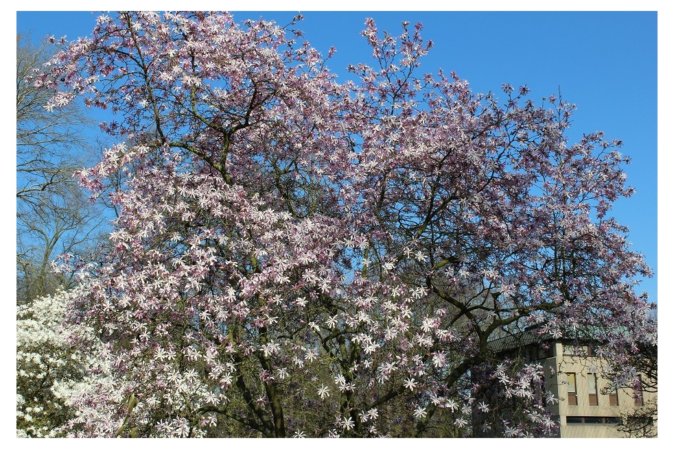 Magnolia Loebneri Leonard Messel