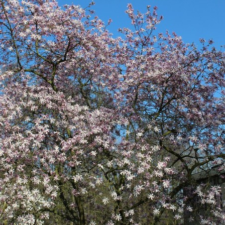 Beverboom Leonard Messel - Magnolia Loebneri Leonard Messel