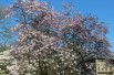 Magnolia Loebneri Leonard Messel