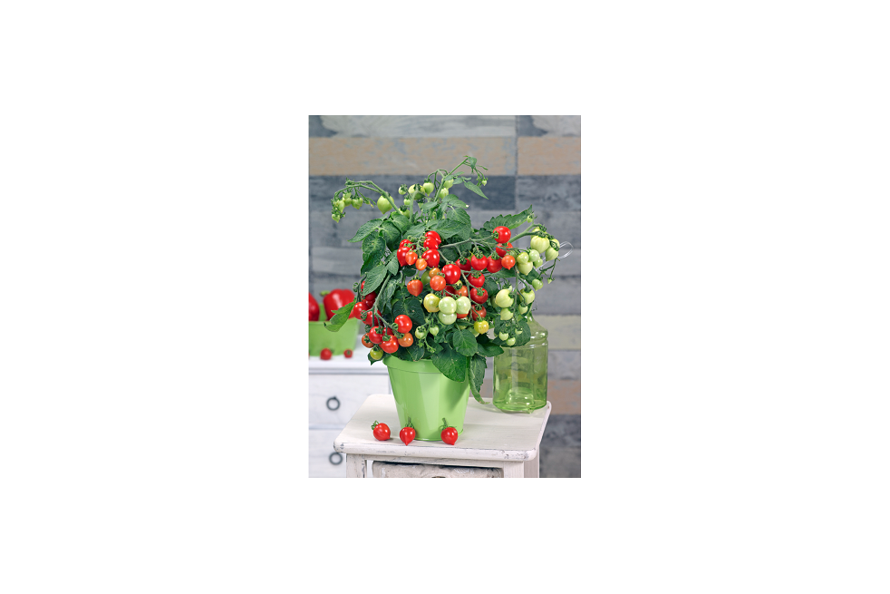 Kit de culture tomates coeur