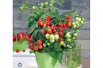 Kit de culture tomates coeur
