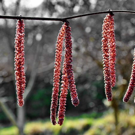 Rode Hazelaar  - Corylus  maxima Atropurpurea