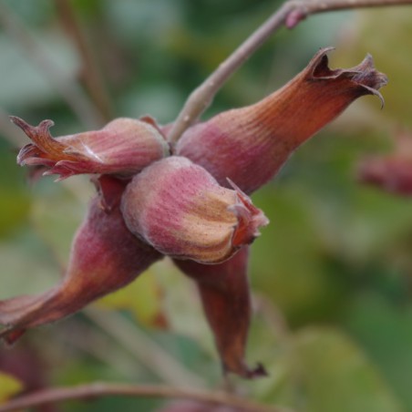 Noisetier pourpre - Corylus maxima Atropurpurea