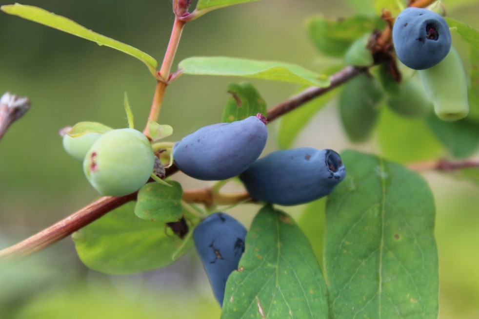 Honeyberry Jugana