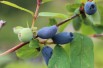 Honeyberry Jugana