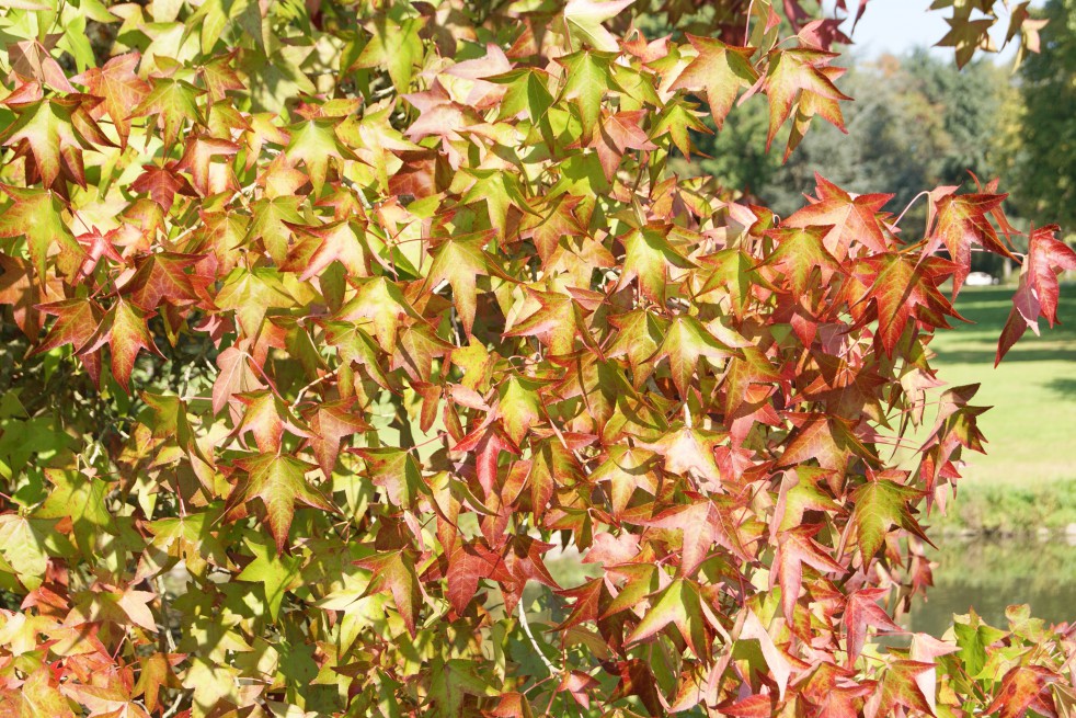 American Sweetgum