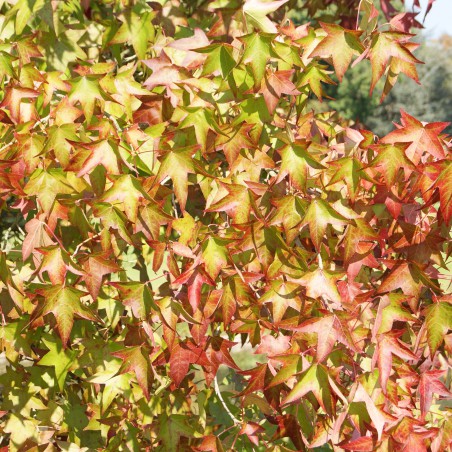American Sweetgum
