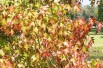 American Sweetgum