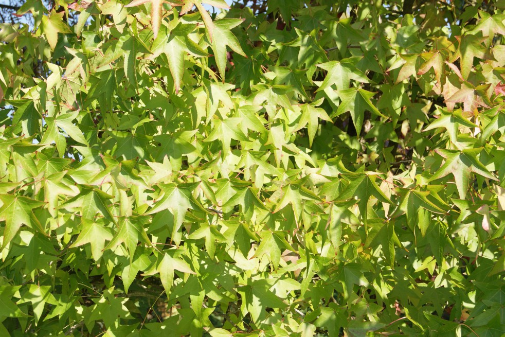 American Sweetgum