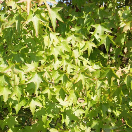 Amerikanische Amberbaum Liquidambar styraciflua