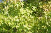 American Sweetgum