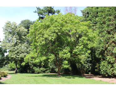 Liriodendron Tulipifera (Boland F.)