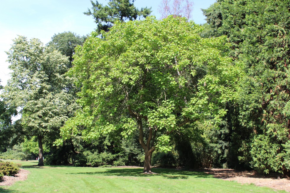 Liriodendron Tulipifera (Boland F.)