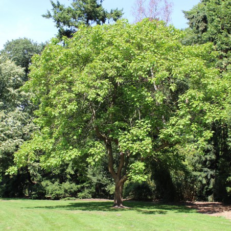 Liriodendron Tulipifera (Boland F.)