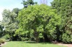 Liriodendron Tulipifera (Boland F.)