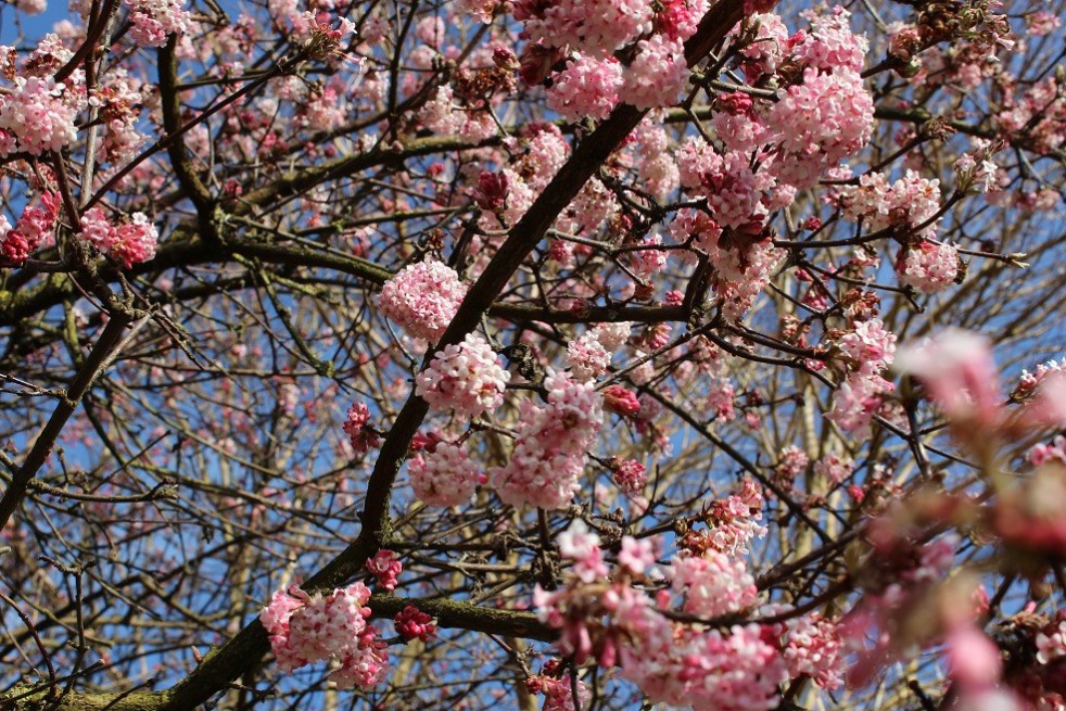 Pink Viburnum Charles Lamont
