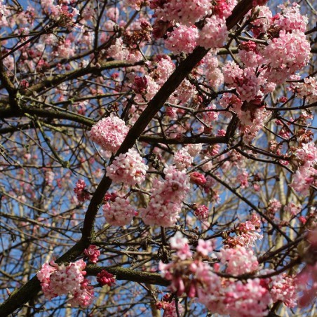 Viorne d'hiver Charles Lamont