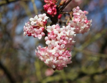 Pink Viburnum Charles Lamont