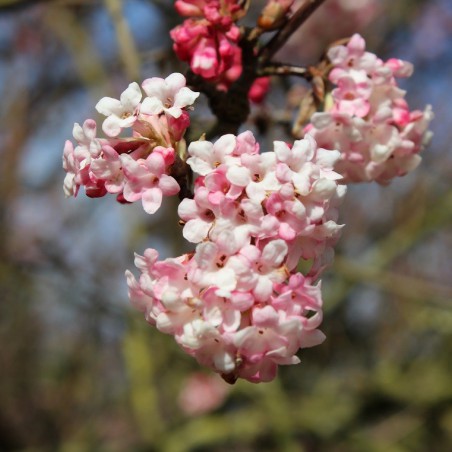 Pink Viburnum Charles Lamont