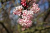 Pink Viburnum Charles Lamont