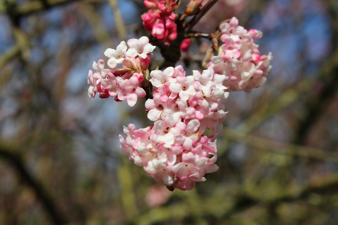 Wintersneeuwbal Charles Lamont  - Viburnum bodnantense Charles Lamont