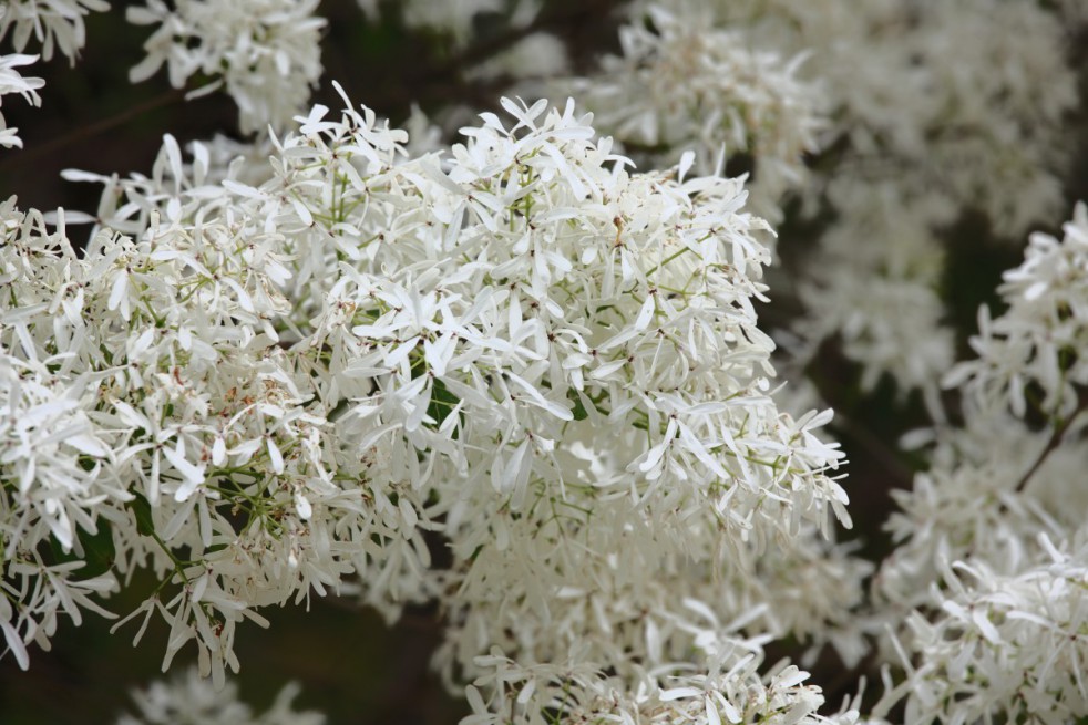 Chinese fringe tree
