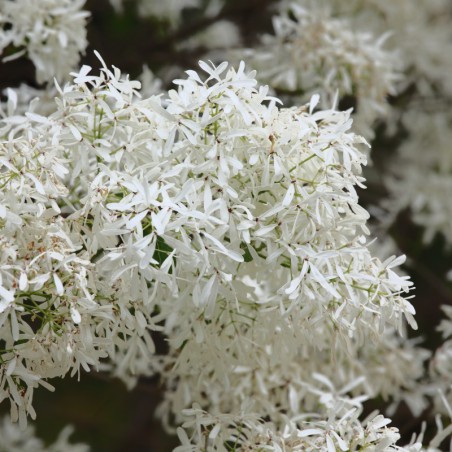 Chinese fringe tree