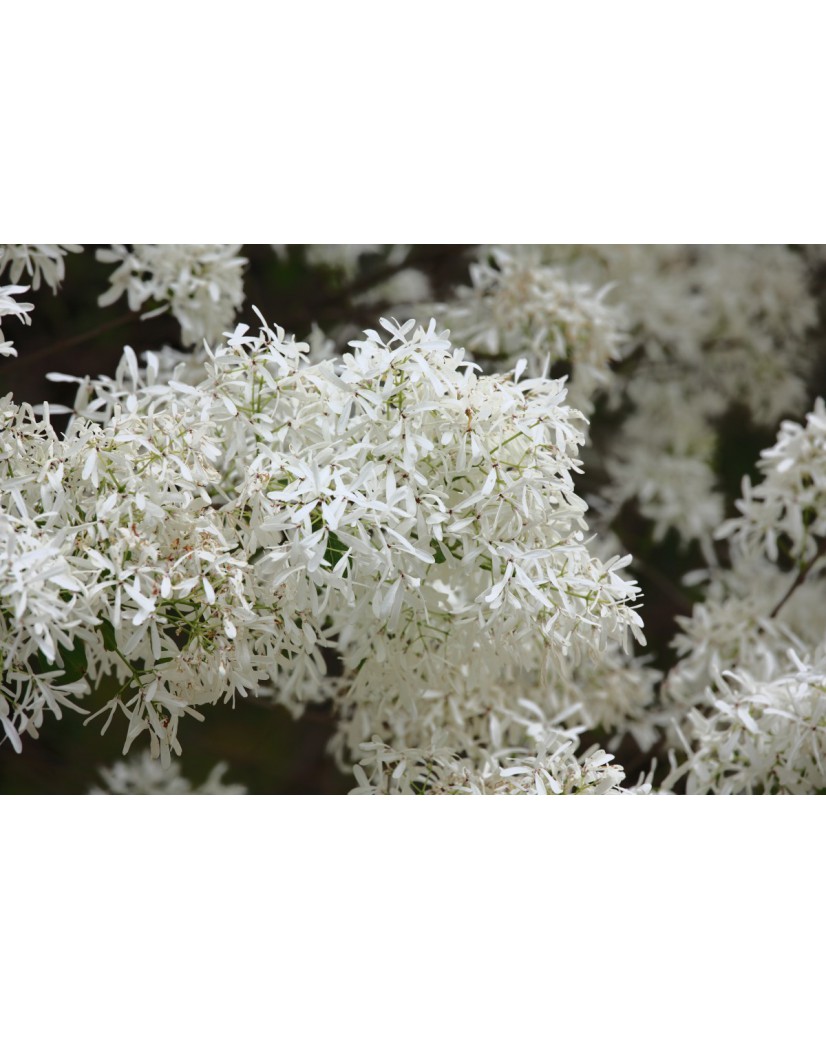 Chinese fringe tree - Chionanthus retusus