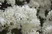 Chinese fringe tree