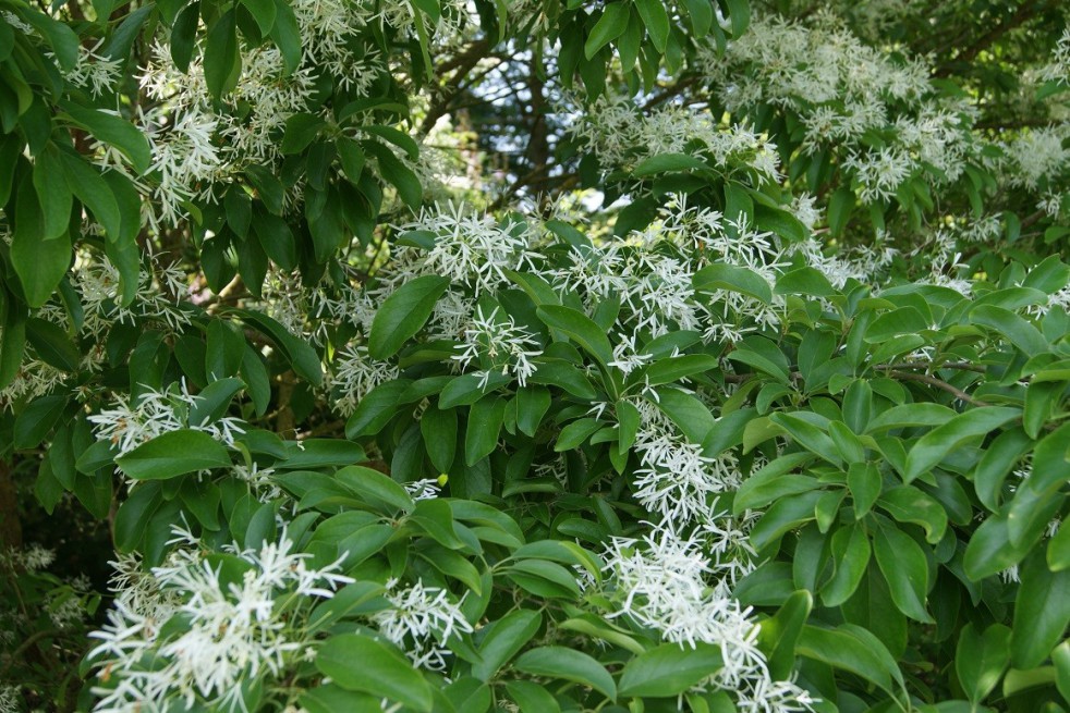 CHIONANTHUS retusus (Chionanthe, arbre de neige de Chine, arbre à franges)