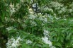 Chinese fringe tree