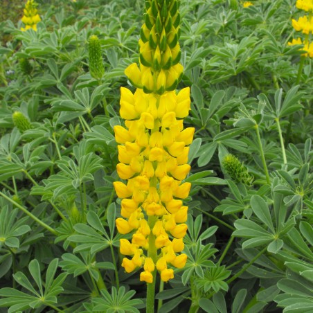 Yellow Lupin  (Stickpen, Public domain, via Wikimedia Commons) 	
