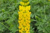 Gele Lupine (Stickpen, Public domain, via Wikimedia Commons) 	