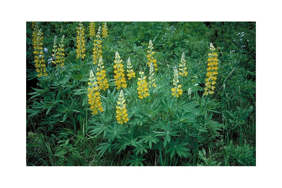 Gele Lupine (Dave Powell, USDA Forest Service, CC BY 3.0 , via Wikimedia Commons)