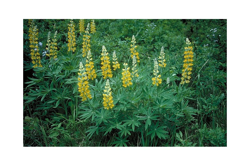 Yellow Lupin  (Dave Powell, USDA Forest Service, CC BY 3.0 , via Wikimedia Commons)