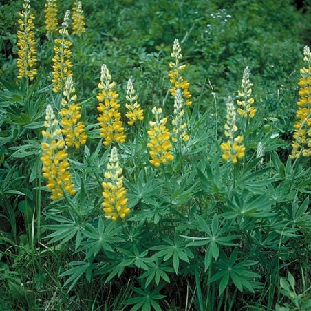Gele Lupine (Dave Powell, USDA Forest Service, CC BY 3.0 , via Wikimedia Commons)
