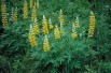 Lupin Chandelier (Dave Powell, USDA Forest Service, CC BY 3.0 , via Wikimedia Commons)