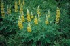 Gele Lupine (Dave Powell, USDA Forest Service, CC BY 3.0 , via Wikimedia Commons)