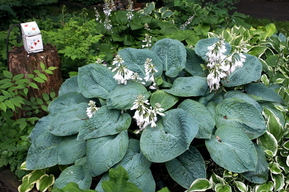 Hosta de Siebold (Hardyplants, CC BY-SA 4.0 , via Wikimedia Commons)
