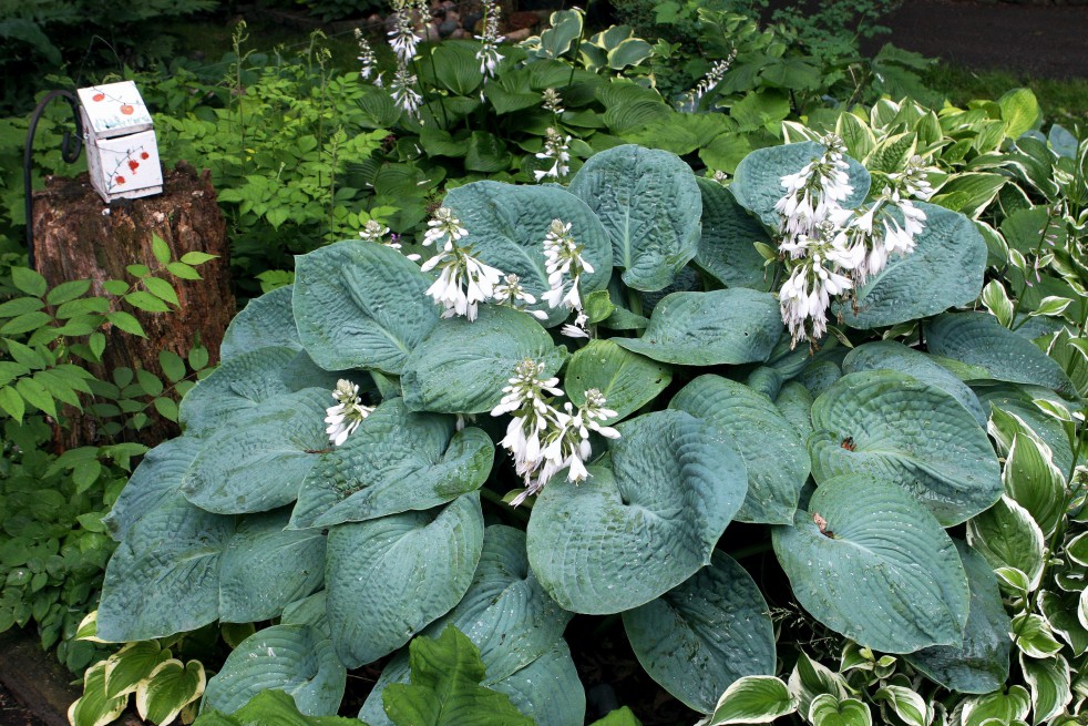 Siebold's plantain lily(Hardyplants, CC BY-SA 4.0 , via Wikimedia Commons)