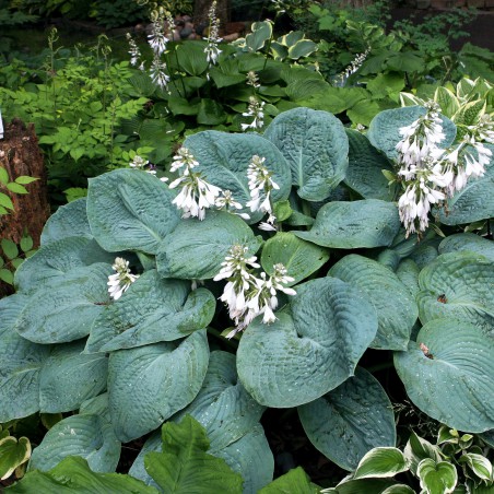 Siebold's plantain lily(Hardyplants, CC BY-SA 4.0 , via Wikimedia Commons)