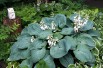 Hartlelie Sieboldiana(Hardyplants, CC BY-SA 4.0 , via Wikimedia Commons)