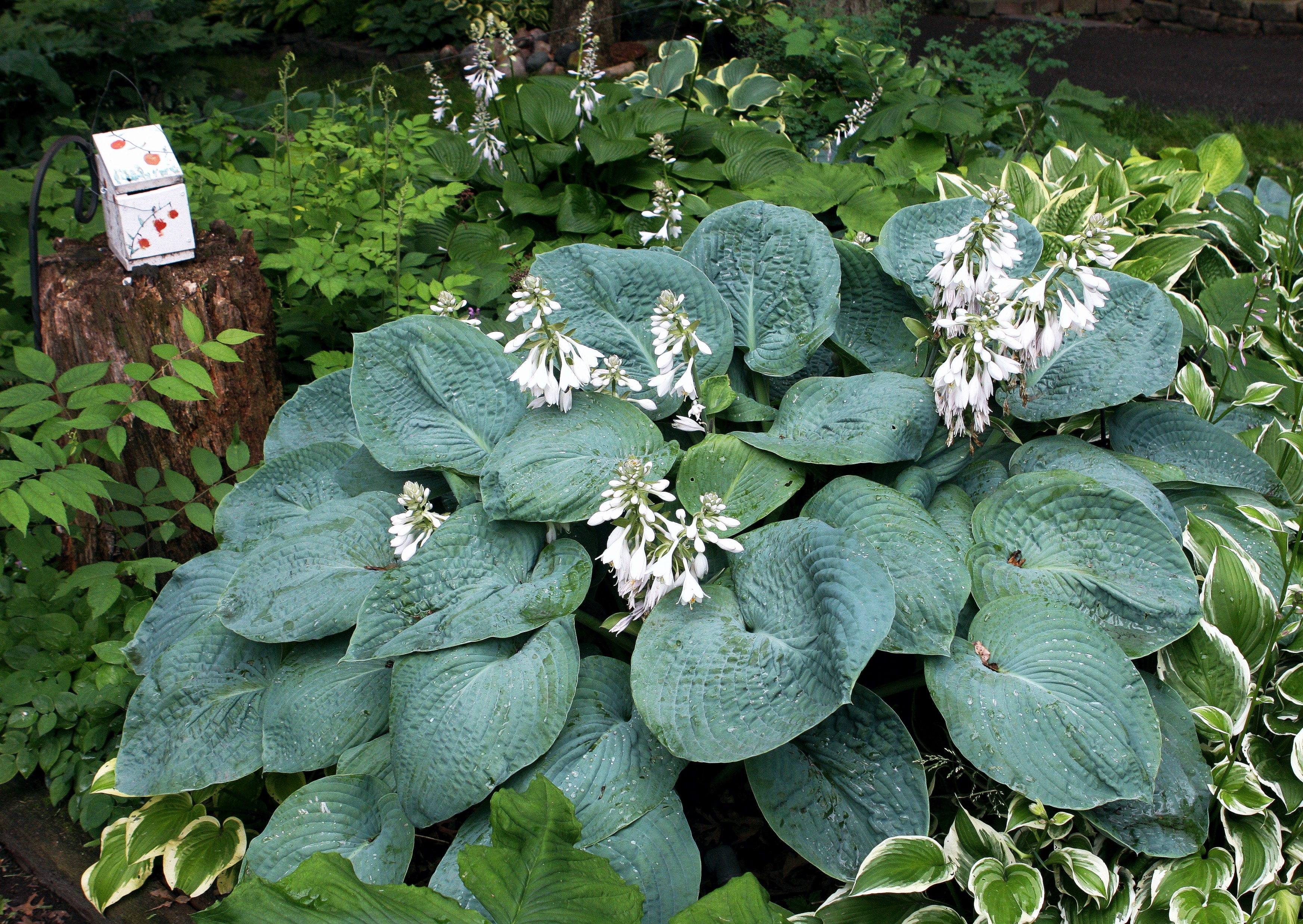 Siebold's plantain lily